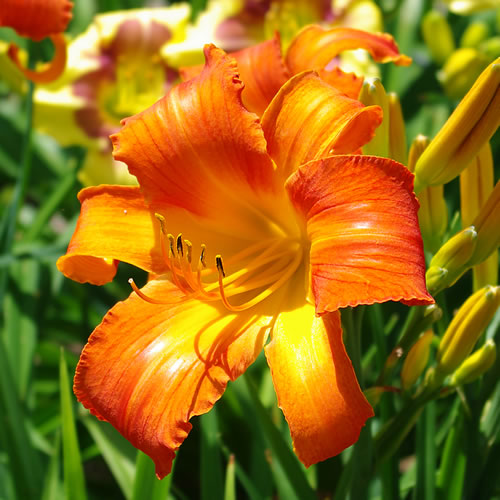 Hemerocallis Coleman Hawkins